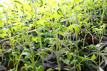 Image showing tomato seeding