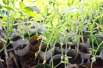 Image showing tomato seeding