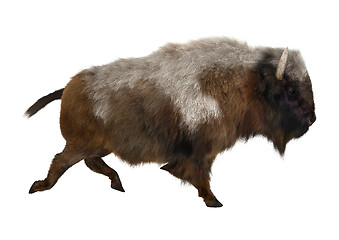 Image showing American Bison