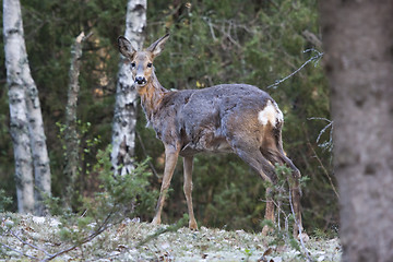 Image showing shedding