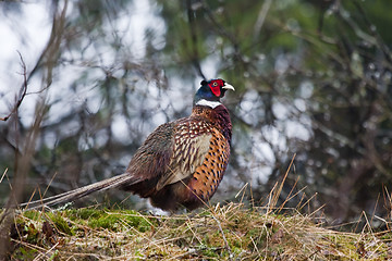 Image showing male pheasant