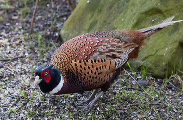 Image showing male pheasant