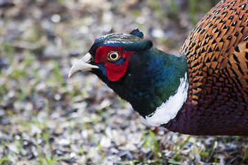 Image showing pheasant cock