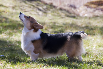 Image showing corgi