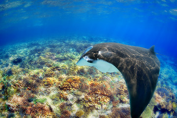 Image showing Manta Ray