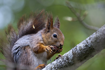 Image showing squirrel