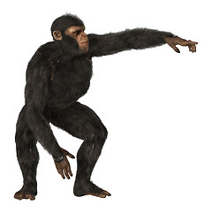 Image showing Chimpanzee