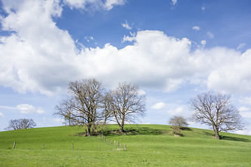 Image showing trees and clouds