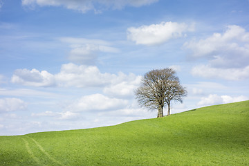 Image showing trees and clouds
