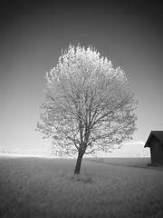 Image showing infrared photography landscape