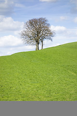 Image showing leafless tree