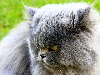 Image showing nice Persian cat