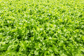 Image showing Lettuce field