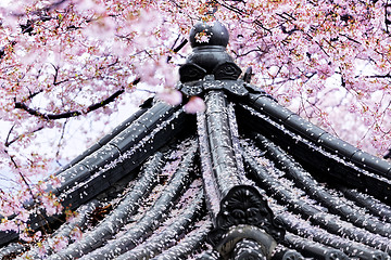 Image showing Weeping sakura infront of japanese temple