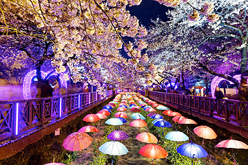 Image showing cherry blossoms, busan city in south korea