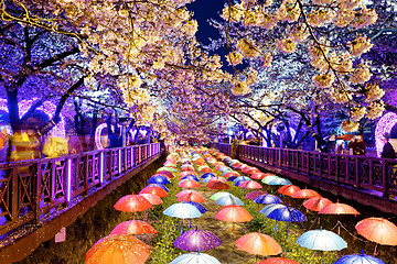 Image showing cherry blossoms, busan city in south korea