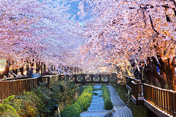 Image showing cherry blossoms, busan city in south korea