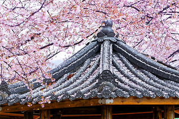 Image showing Weeping sakura infront of japanese temple