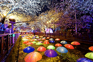 Image showing cherry blossoms, busan city in south korea