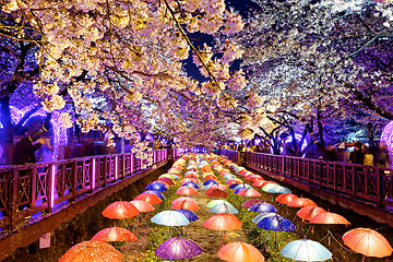 Image showing cherry blossoms, busan city in south korea