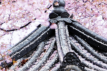 Image showing Weeping sakura infront of japanese temple