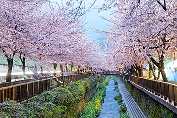 Image showing cherry blossoms, busan city in south korea