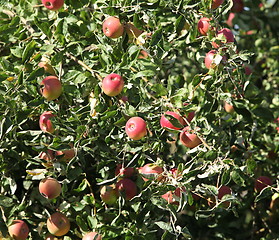 Image showing Ripe apples  on the tree