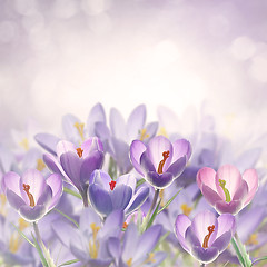 Image showing Crocus Flowers 
