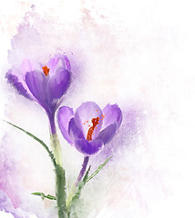 Image showing Crocus Flowers Watercolor