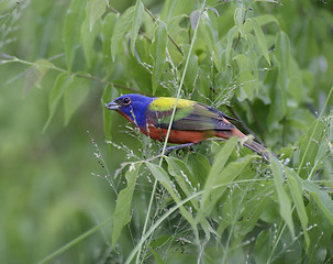 Image showing Painted Bunting 