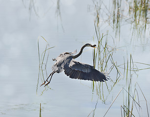 Image showing Great Blue Heron