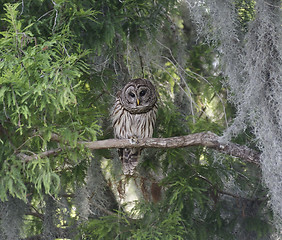 Image showing Barred Owl