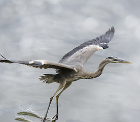 Image showing Great Blue Heron In Flight