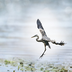 Image showing Great Blue Heron 