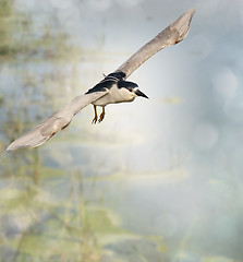 Image showing Black-crowned Night Heron