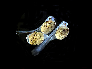 Image showing Egg and new hatched larval fish of Convict Cichlid. Amatitlania Nigrofasciata.