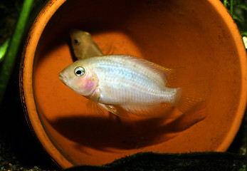 Image showing Albino convict Amatitlania nigrofasciata, male.