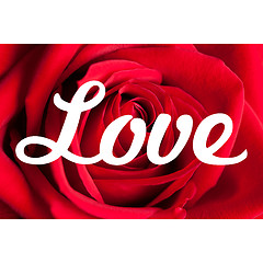 Image showing Love Roses Background