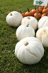 Image showing White Pumpkins