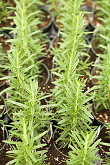 Image showing Organic Rosemary Plants