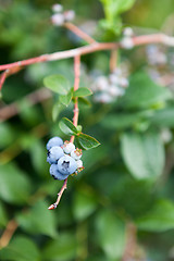 Image showing Wild Blueberries