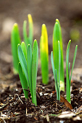 Image showing Spring shoots