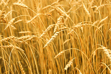 Image showing Grain field