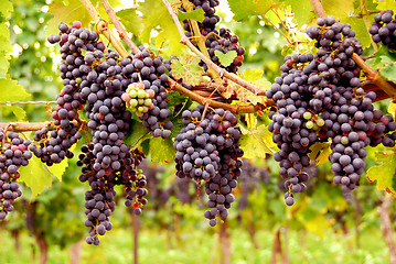 Image showing Red grapes