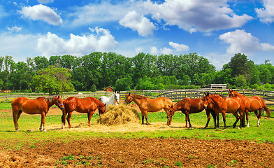 Image showing Horses at the ranch