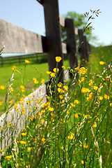 Image showing Summer meadow