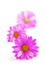 Image showing Pink flowers