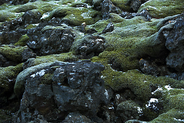 Image showing Closeup of resistant moss on volcanic rocks in Iceland