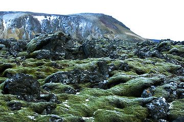 Image showing Resistant moss on volcanic rocks in Iceland