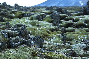 Image showing Durable moss on volcanic rocks in Iceland